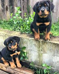 KC Rottweiler puppies for sale